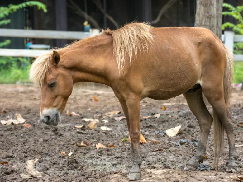 Braunes Pony mit Stoffwechselstörung auf einer schlammigen Weide, Kopf gesenkt, im Hintergrund ein Zaun und Bäume.