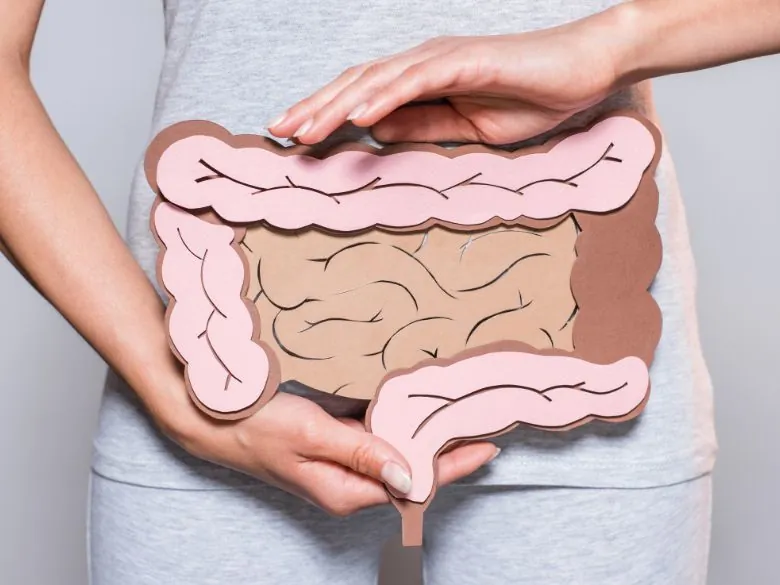Introbild: Chlorella und Darm Modell eines menschlichen Darms als Symbol für die positive Wirkung von Spirulina auf die Darmgesundheit